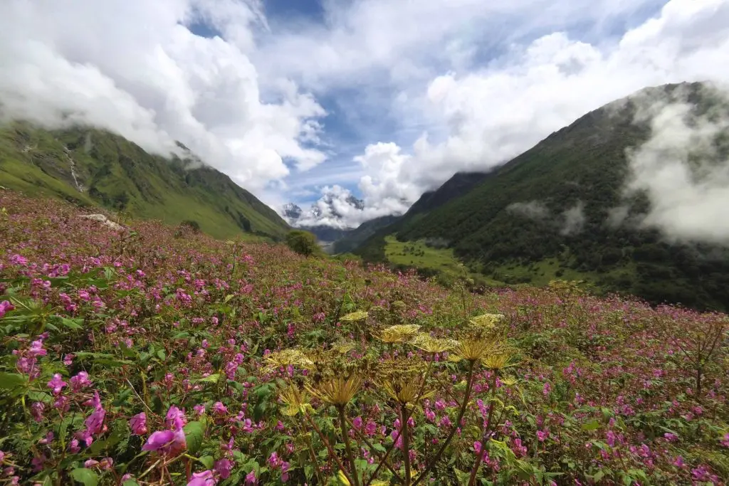 valley-of-flowers