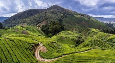 Sandakphu, TripSee