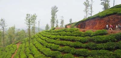 Sandakphu, TripSee