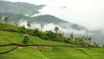 Sandakphu, TripSee