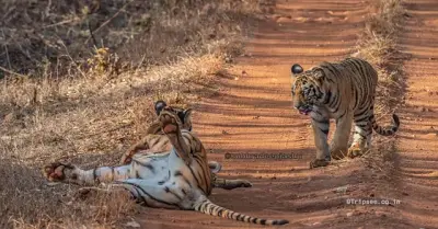 Tadoba, TripSee
