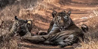Tadoba Blog  SUBHRADEEP JASHU